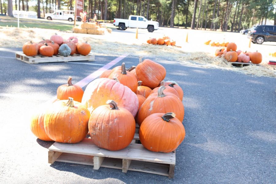 The Williams Memorial Church annually holds a pumpkin patch where people can pick out pumpkins to take home and decorate.
