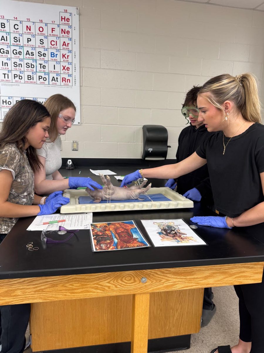 Freshman biology students dissect a fetal pig in Mrs. Kimble's class.